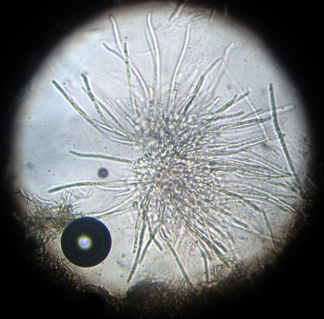 Hypomyces luteovirens image