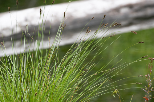 Carex diandra iNat (1)