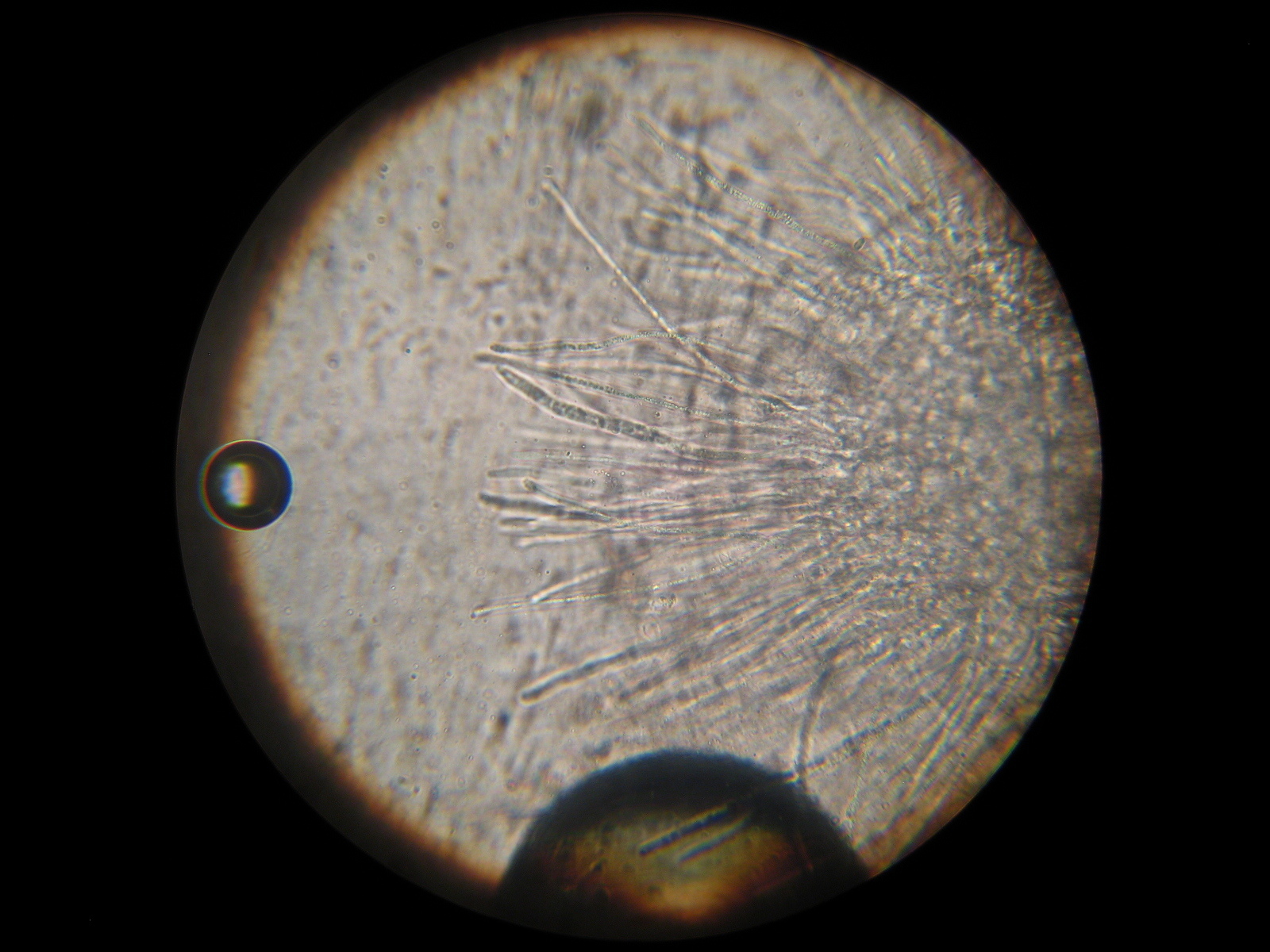 Hypomyces luteovirens image