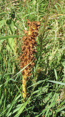 Orobanche elatior