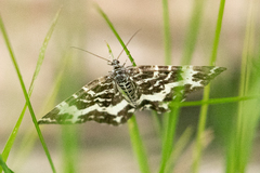 Rheumaptera hastata