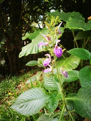 Brillantaisia cicatricosa