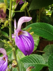 Brillantaisia cicatricosa