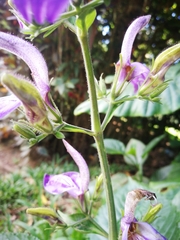 Brillantaisia cicatricosa