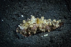 Dermatobranchus pustulosus