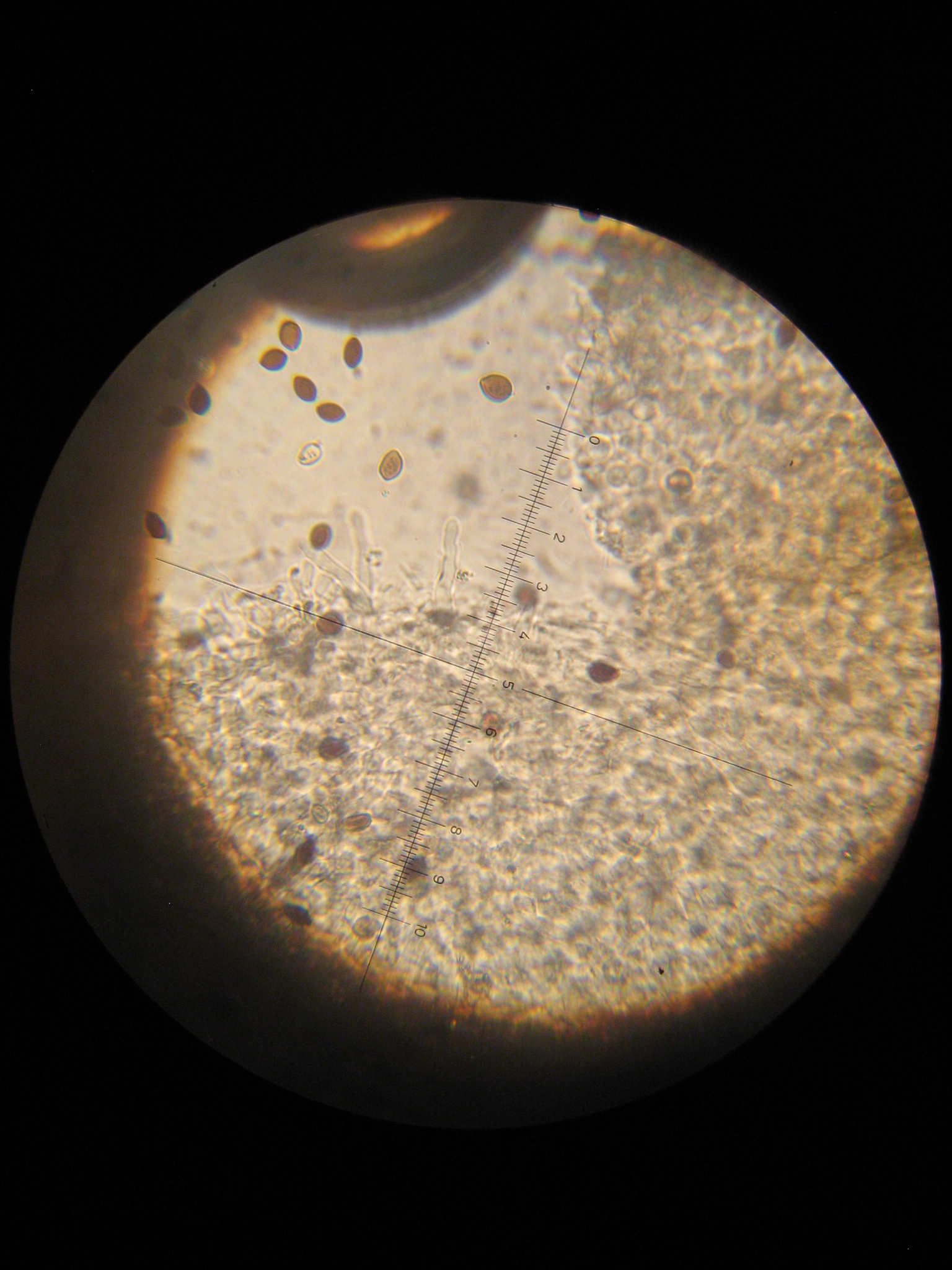 Panaeolus antillarum image