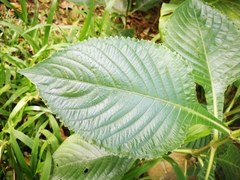 Brillantaisia cicatricosa