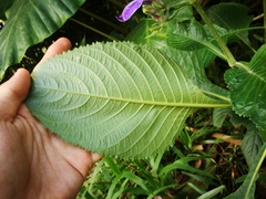 Brillantaisia cicatricosa