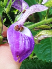 Brillantaisia cicatricosa