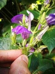 Brillantaisia cicatricosa