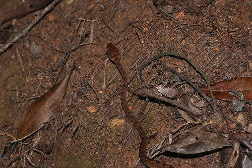 Collared Cat Snake