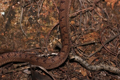 Collared Cat Snake