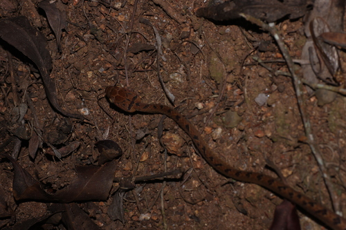 Collared Cat Snake
