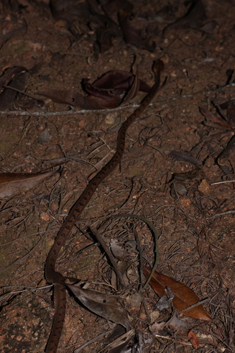 Collared Cat Snake