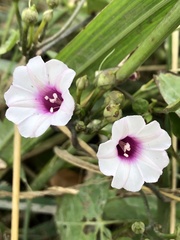 Ipomoea amnicola