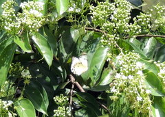 Belenois calypso calypso