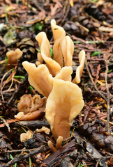 Cudoniaceae