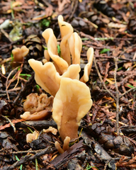 Cudoniaceae