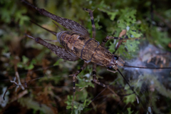 Pleioplectron hudsoni