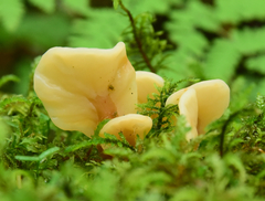 Cudoniaceae