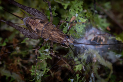 Pleioplectron hudsoni