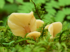 Cudoniaceae