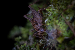 Pleioplectron hudsoni