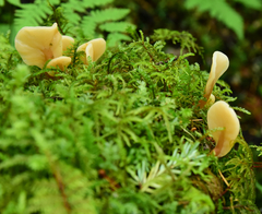Cudoniaceae