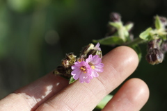 Mirabilis