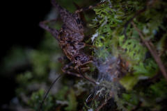 Pleioplectron hudsoni