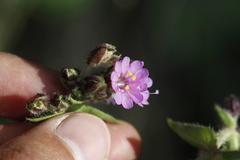Mirabilis