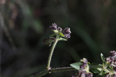Mirabilis