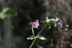 Mirabilis