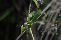 Mirabilis