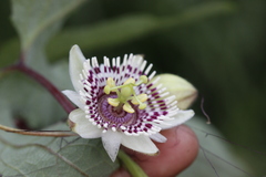 Passiflora exsudans