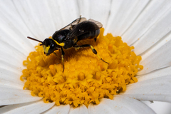 Hylaeus bituberculatus