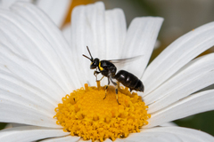 Hylaeus bituberculatus