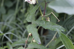 Passiflora exsudans