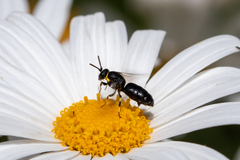Hylaeus bituberculatus