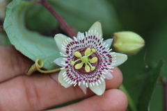Passiflora exsudans