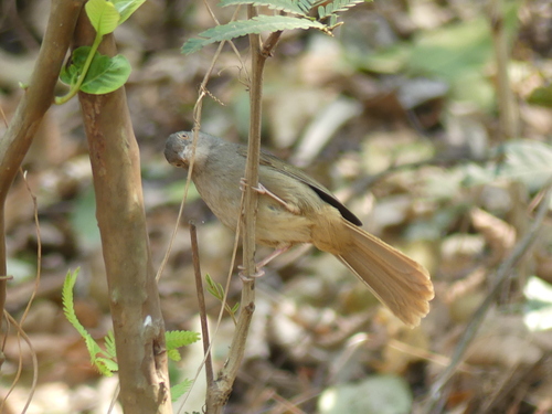 iNaturalist image