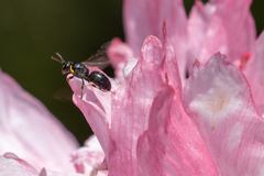 Hylaeus bituberculatus
