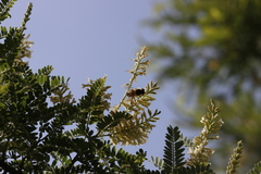 Eysenhardtia polystachya
