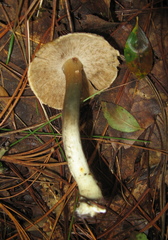 Inocybe corydalina