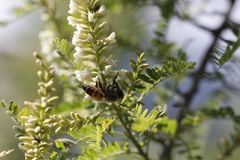 Eysenhardtia polystachya
