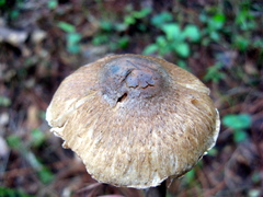 Inocybe corydalina