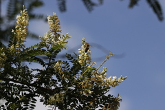 Eysenhardtia polystachya