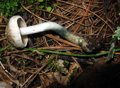 Inocybe corydalina