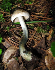 Inocybe corydalina