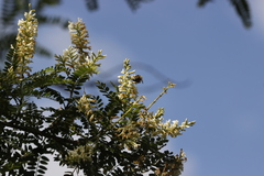 Eysenhardtia polystachya